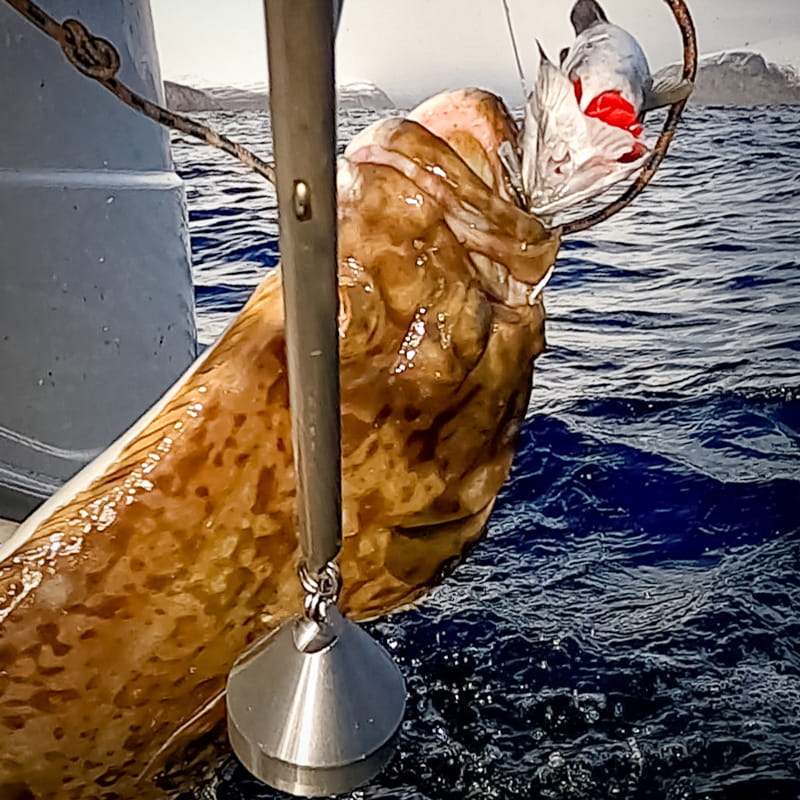 Halibut Hot Hook